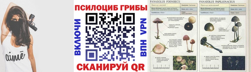 Псилоцибиновые грибы MAGIC MUSHROOMS  купить наркотик  нарко площадка телеграм  Городовиковск 